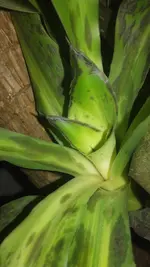 4h5dew22.webp