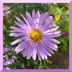HappyBirthdayElke.webp