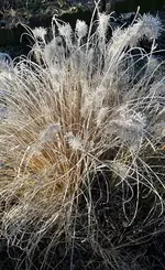 winterzauber 046.webp