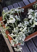 winterzauber 047.webp