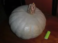 Kürbis.webp