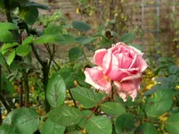IMG_7148.webp