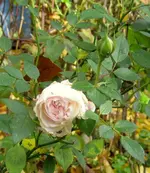 IMG_7151.webp