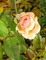 IMG_7154.webp