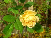 IMG_7155.webp