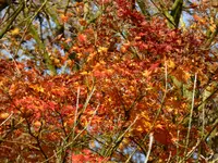 P1020303.webp