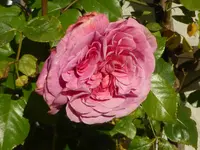 P1020305Coral Dawn.webp