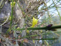P1020314Jasmin.webp