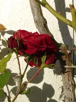 P1020317Sympathie.webp