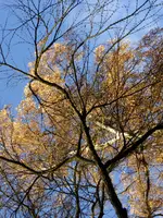 P1020324.webp