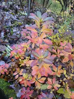 P1020325.webp