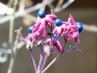 P1020329Japanischer Losbaum.webp