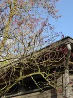 P1020330Japanischer Losbaum.webp