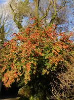P1020335.webp