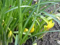 P1020342gelbe Sternbergie.jpg