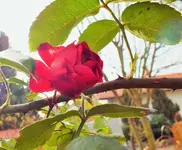 DSCF7947 (3).webp