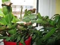IMG_5238.webp