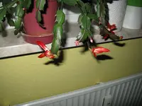 IMG_5248.webp