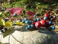 Herbst (3)a.webp