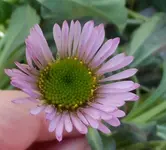 SAM_7287.webp