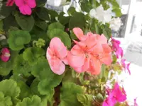 DSCI0622.webp