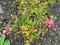 IMG_7605.JPG
