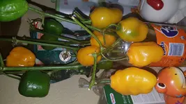 20161123_161059.webp