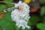 DSCF8023 (2).JPG