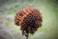 DSCF8025 (2).webp