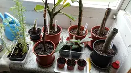 20161124_141447[1].webp