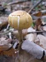 002_600x800.webp