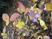 IMG_7615.JPG