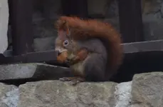 Eichhörnchen 1.webp