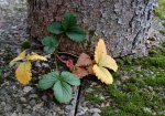 hrbst16 (34).jpg
