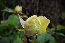 DSCF8066 (2).webp
