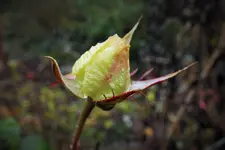 DSCF8067 (2).JPG