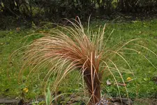 DSCF8058.JPG