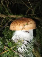 befallener hallimasch_600x800.webp