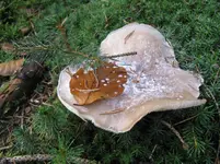 nebelkappe_1067x800.webp