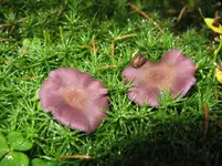 violetter lacktrichterlimg_1067x800.JPG