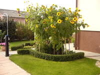 September-Fotos 2011 009.webp