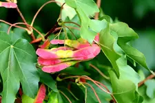 2016-10-14-9783 - Kopie.webp