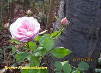 IMG_7183-001.webp