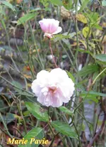 IMG_7186[1]-001.webp