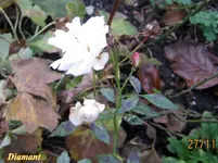 IMG_7187-001.webp