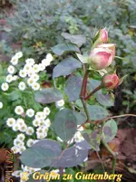IMG_7188-001.webp