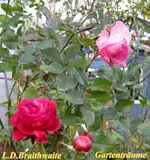IMG_7190-001.webp