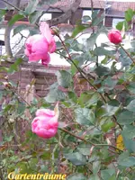 IMG_7191-001.webp