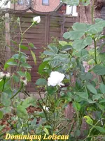 IMG_7193-001.webp