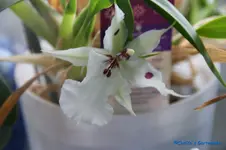 comp_DSC06018.webp